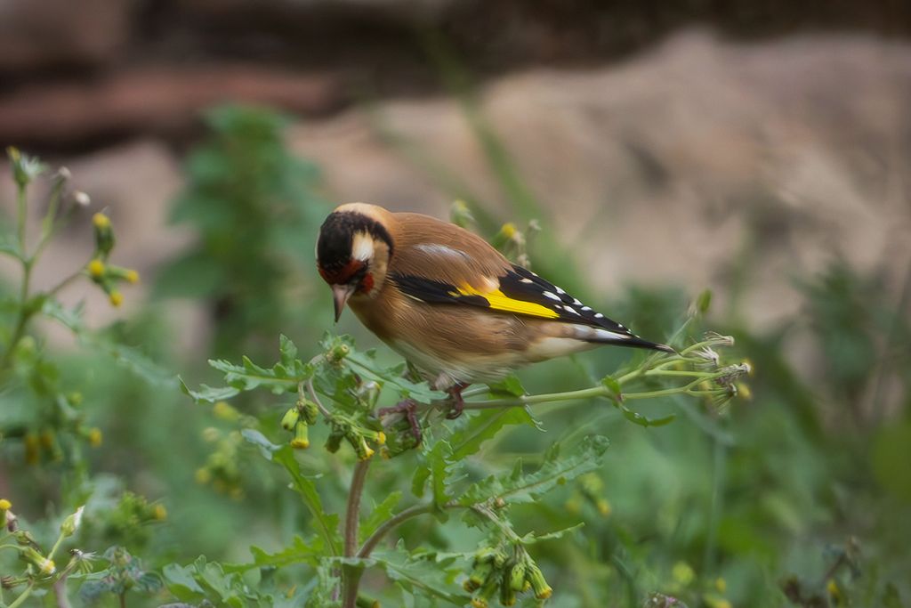 Cardellino